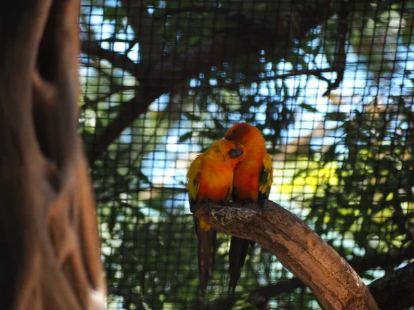 Una Pareja Loros Árbol —  Fotos de Stock