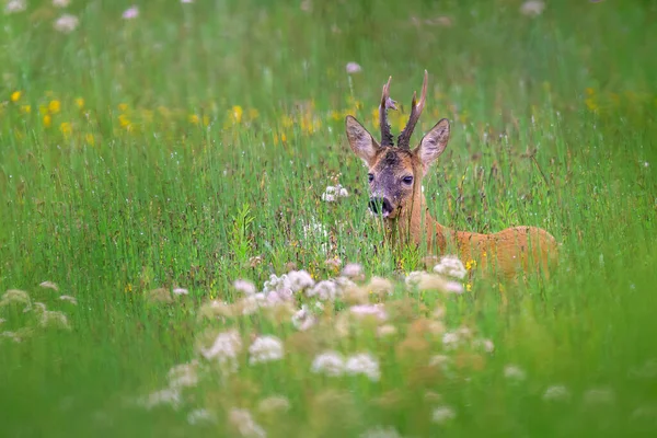 Young Roe Deer Greenfield — Fotografia de Stock