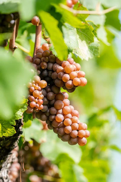 Vertical Shot Ripe Grapes Vineyard — Stockfoto