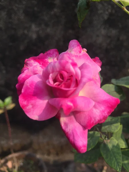 Primer Plano Una Hermosa Rosa Jardín — Foto de Stock