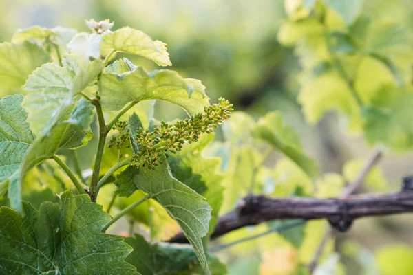 Closeup Shot Grape Bush Vineyard — Fotografia de Stock