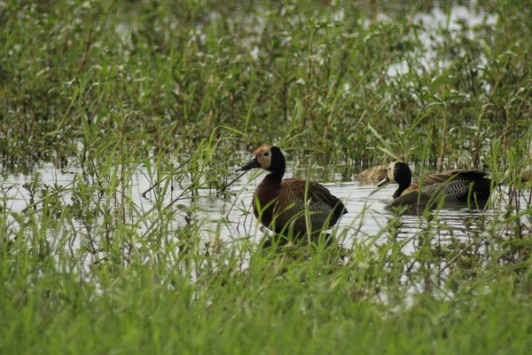 Tiro Perto Patos Assobiando Uma Lagoa — Fotografia de Stock