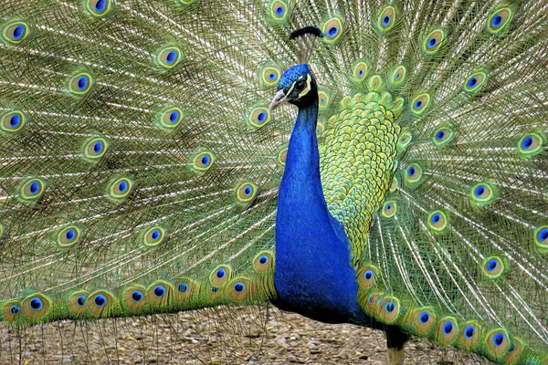 Vacker Exotisk Påfågel Med Öppna Fjädrar — Stockfoto