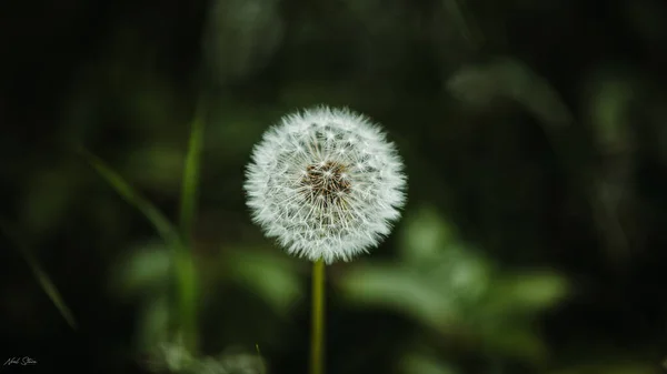 Цветок Одуванчика Центре Внимания Миннесоты — стоковое фото