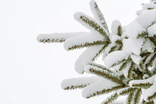 Ein Grüner Zweig Eines Weihnachtsbaums Bedeckt Mit Einem Weißen Hut — Stockfoto