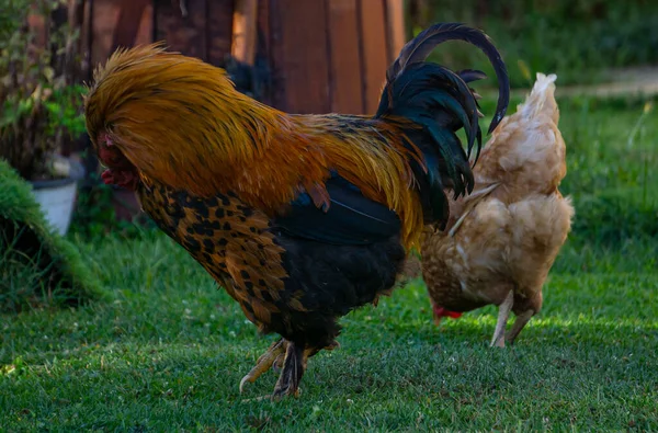 Big Fluffy Rooster Hen Farm — Stock Photo, Image