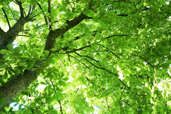 Nízký Úhel Čerstvých Kaštanových Listů Větvích Stromů — Stock fotografie