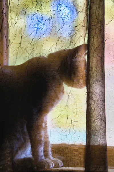 Μια Γάτα Ένα Περβάζι Κοιτάει Έξω — Φωτογραφία Αρχείου