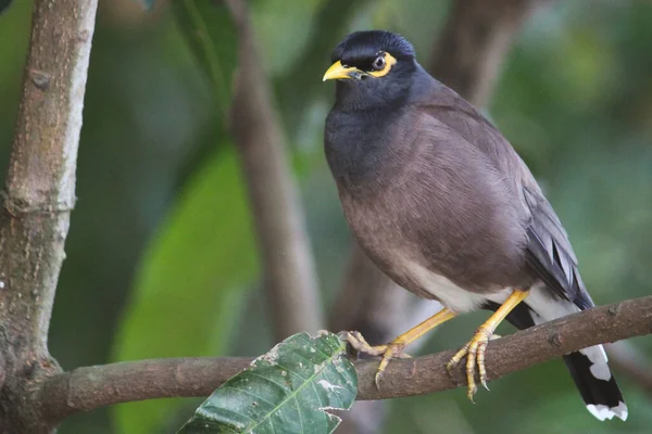 Close Pássaro Comum Myna Acridotheres Tristis Empoleirado Galho Árvore Durante — Fotografia de Stock