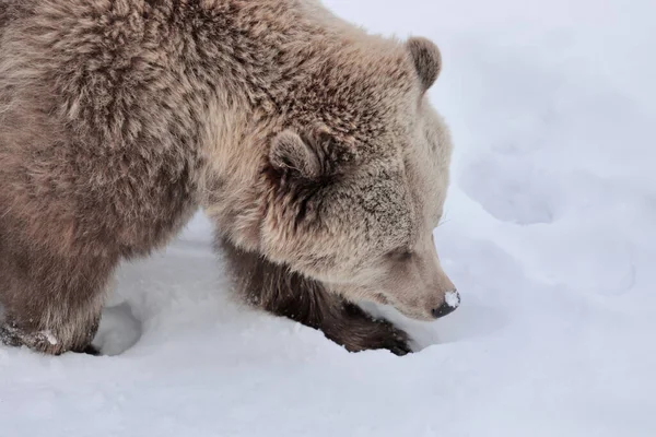 Beautiful Shot Brown Bear Forest Covered Snow — Fotografia de Stock