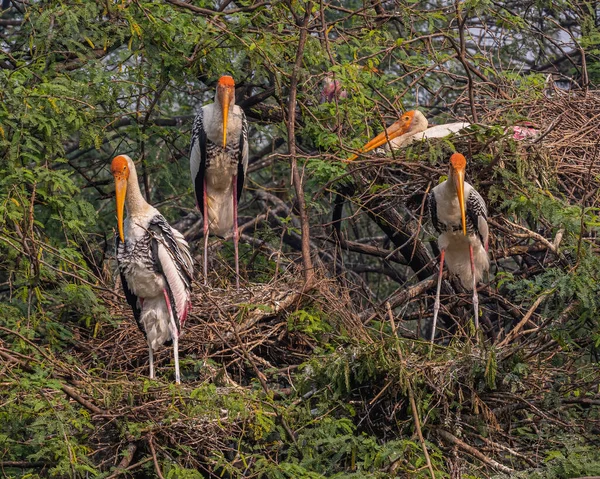 Group Painted Stork Its Nests — Fotografia de Stock