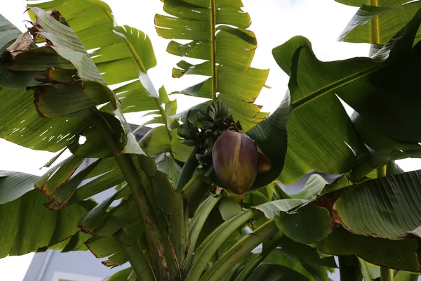 Shot Closeup Fructe Palmier Banane Frunze — Fotografie, imagine de stoc