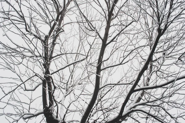 Winterpflanzen Und Schneebedeckte Bäume — Stockfoto