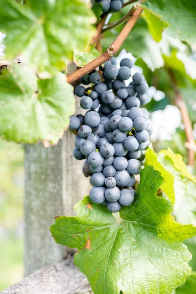 Vertical Shot Ripe Grapes Vineyard — Stock Photo, Image