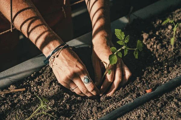 Närbild Hand Plantera Grodd Jorden Trädgården — Stockfoto