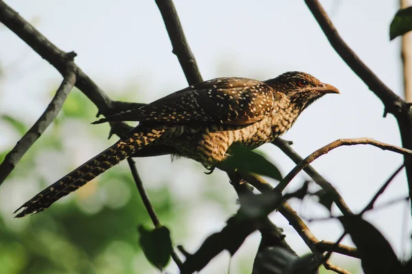 Side View Female Asian Koel Bird Perched Tree Branch Sunlight — Stock Photo, Image