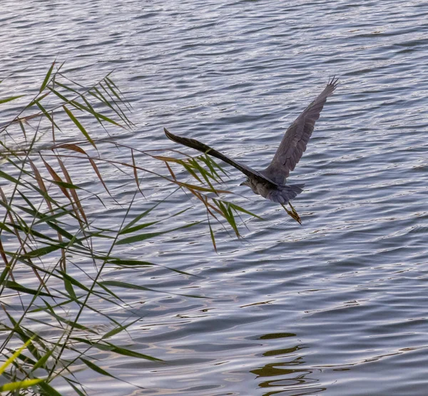 Eine Schöne Aufnahme Eines Vogels Der Sich Tagsüber Bewegung Befindet — Stockfoto