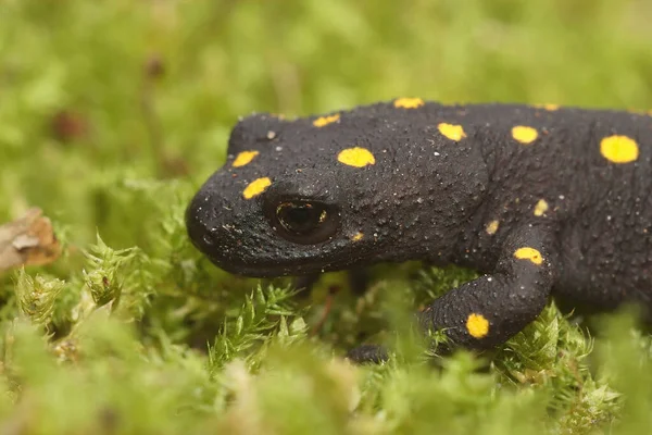 Closeup Terrestrial Juvenile Colorful Anatolian Newt Neurergus Strauchii Green Moss — стоковое фото