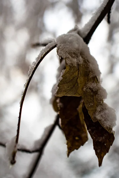 Vertical Shot Layer Snow Dry Faded Yellow Leaf Tree Twig — Stockfoto