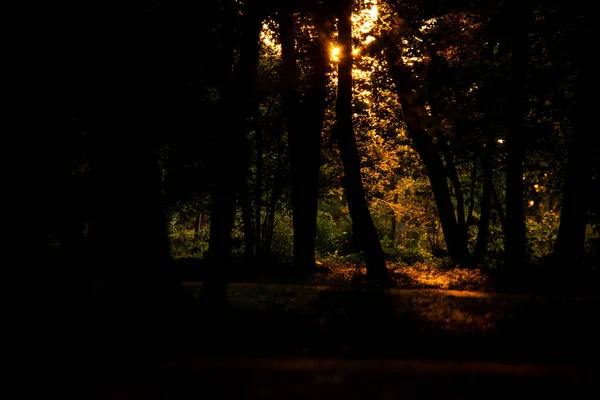 Una Hermosa Foto Bosque Amanecer Bajo Luz Del Sol — Foto de Stock