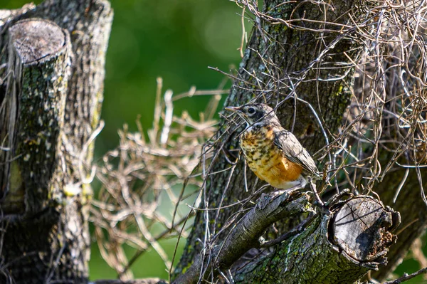 Beautiful Shot Small Bird Standing Tree Sunny Day — Stockfoto