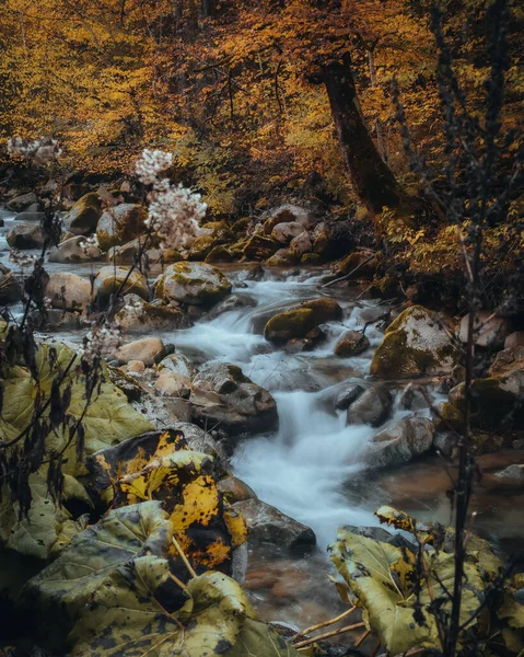 Вертикальный Снимок Потока Осеннем Лесу Длительной Экспозиции — стоковое фото