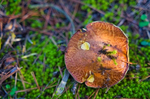 Tiro Close Cogumelo Uma Floresta Outono Murcia — Fotografia de Stock