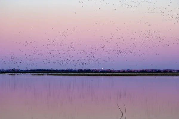 在日出时分 许多飞行的鸟儿在海面上倒映着美丽的风景 — 图库照片