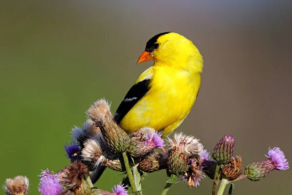 Closeup Shot American Goldfinch Sitting Thistle Flowers — стоковое фото