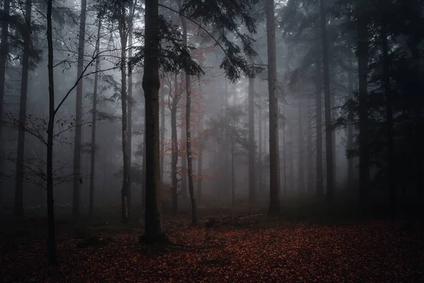 Μια Πολύχρωμη Θέα Στο Τοπίο Του Βαυαρικού Δάσους Γερμανία — Φωτογραφία Αρχείου