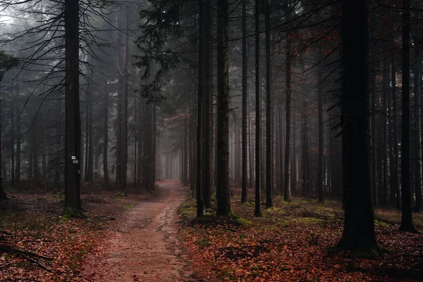 Landscape View Mystical Autumn Forest Fog Evening Bavaria Germany — Fotografia de Stock