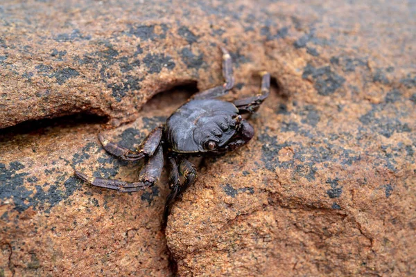 Een Close Shot Van Een Krab Kruipend Steen — Stockfoto