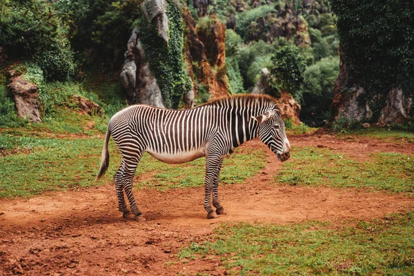 Daylight Shot Adorable Zebra Nature Background — Stock Photo, Image
