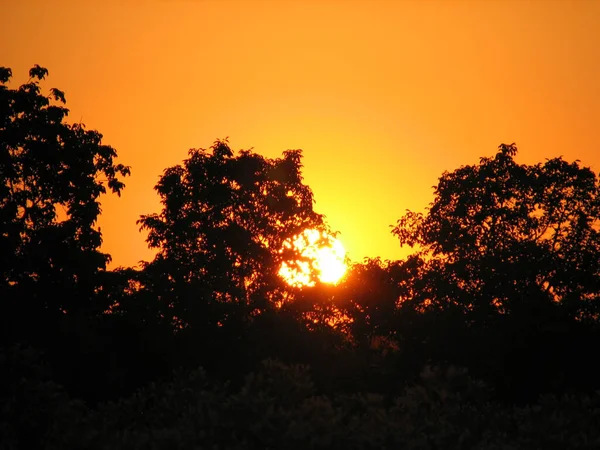 Oranžový Západ Slunce Stromy Poli — Stock fotografie