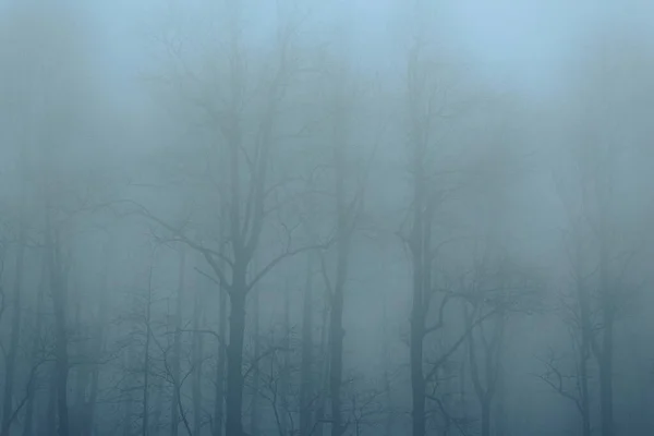 Прекрасний Вид Ліс Багатьма Деревами Туманному Тлі — стокове фото
