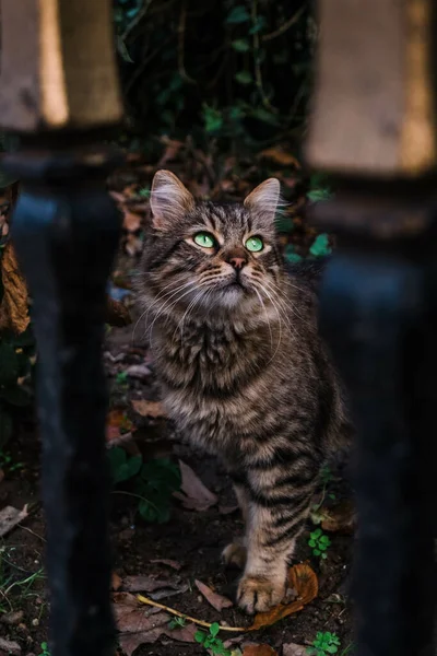Egy Függőleges Felvétel Egy Zöld Szemű Macskáról — Stock Fotó