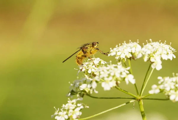 Een Macro Shot Van Gele Mest Vlieg Witte Bloemen — Stockfoto