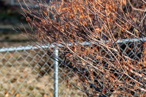 Крупним Планом Знімок Маленького Дерева Листям Осінніх Кольорів Металевим Парканом — стокове фото