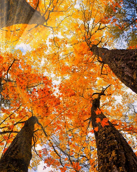 Een Lage Hoek Opname Van Herfst Bomen Het Woud — Stockfoto