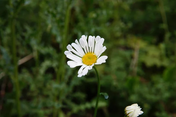 Ένα Κοντινό Πλάνο Ενός Όμορφου Λευκού Κοινού Λουλουδιού Μαργαρίτας Έναν — Φωτογραφία Αρχείου