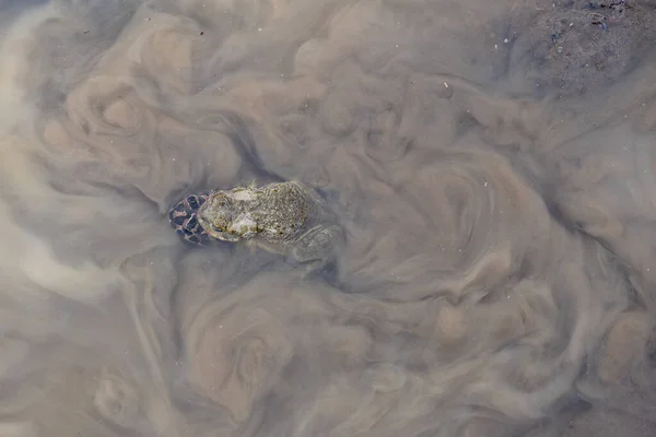 Top View Mating Frogs Shallow Waters — 图库照片