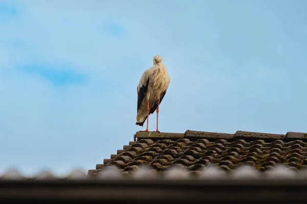 Ein Storch Wollte Sich Auf Meinem Haus Norddeutschland Ausruhen — Stockfoto