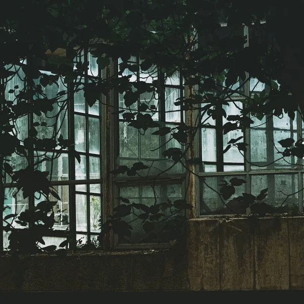Building Glass Windows Covered Trees Climbing Plants — Stockfoto