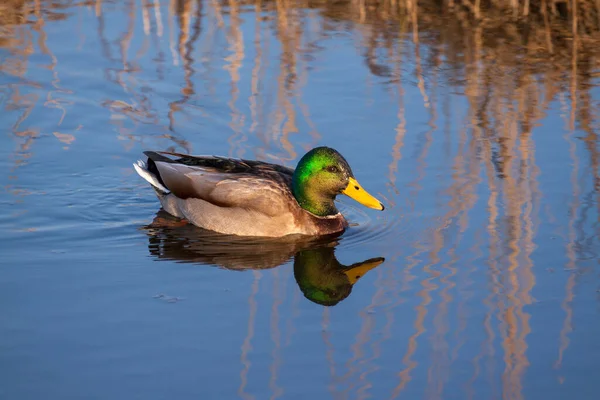 Swimming Male Mallard Anas Platyrhynchos Beautifully Iridescent Head Water Reflecting — 图库照片