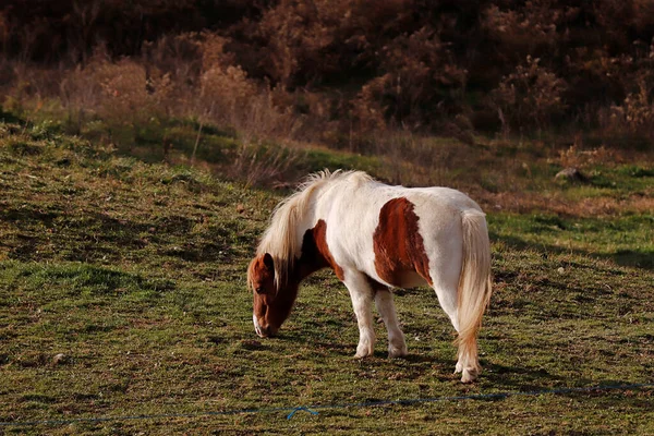 Primer Plano Lindo Pony Pastando Campo —  Fotos de Stock