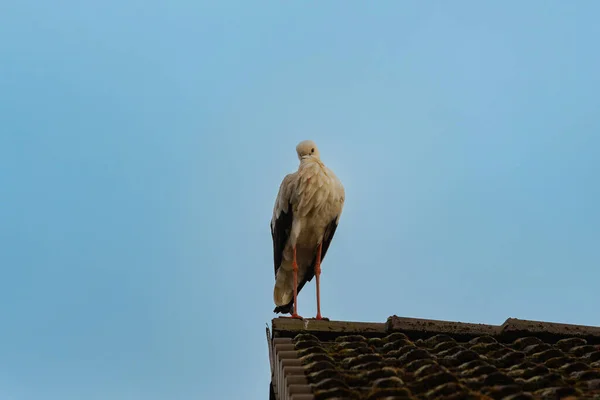 Ein Storch Wollte Sich Auf Meinem Haus Norddeutschland Ausruhen — Stockfoto