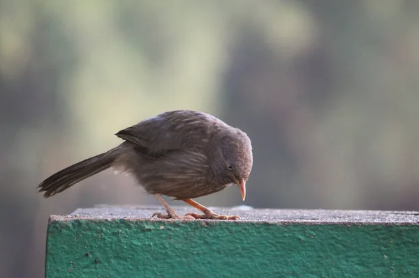 A close-up shot of a Jungle babbler bird perched on a concrete surface in the park during the daytime