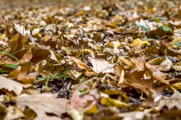 Uma Vista Folhas Caídas Secas Chão Floresta — Fotografia de Stock
