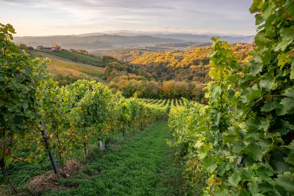 Beautiful Landscape Vineyard — Fotografia de Stock