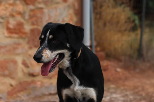 舌を突き出す黒い若い疲れて座っている犬の垂直ショット — ストック写真